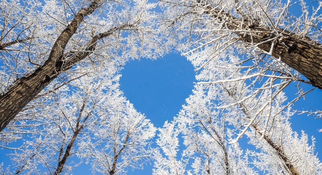 Frosted trees forming a heart in the center